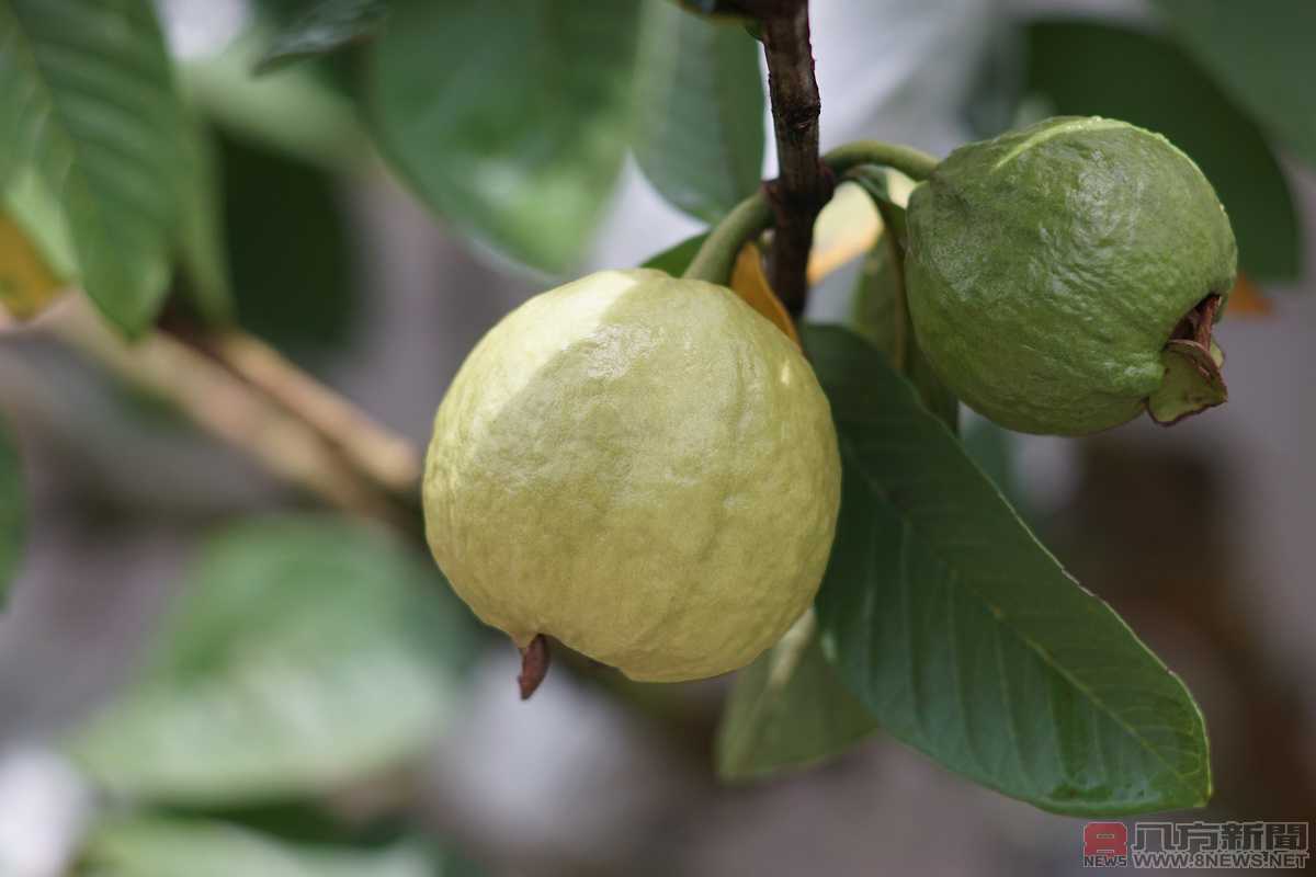 宜蘭在地特色風味 甜心、紅心番石榴新鮮上市