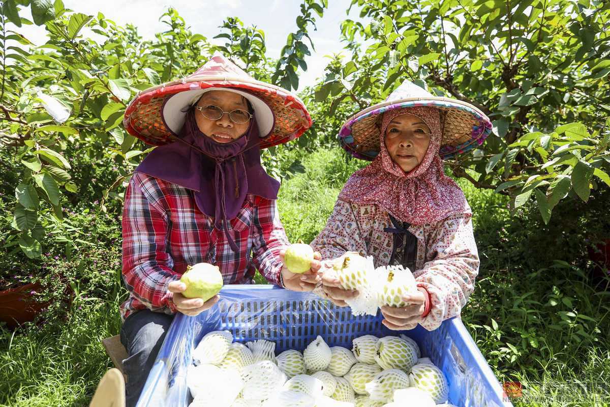 宜蘭在地特色風味 甜心、紅心番石榴新鮮上市