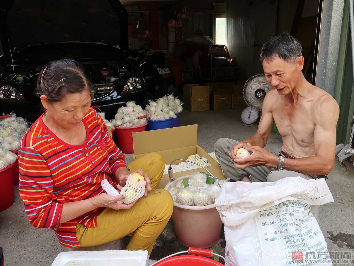 宜蘭在地特色風味 甜心、紅心番石榴新鮮上市