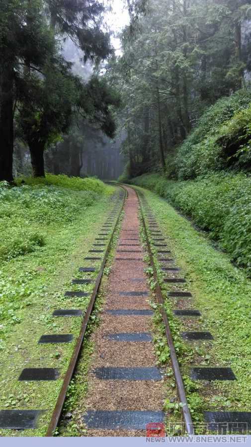 森林療癒，從心開始 林務局推阿里山森林療癒之旅