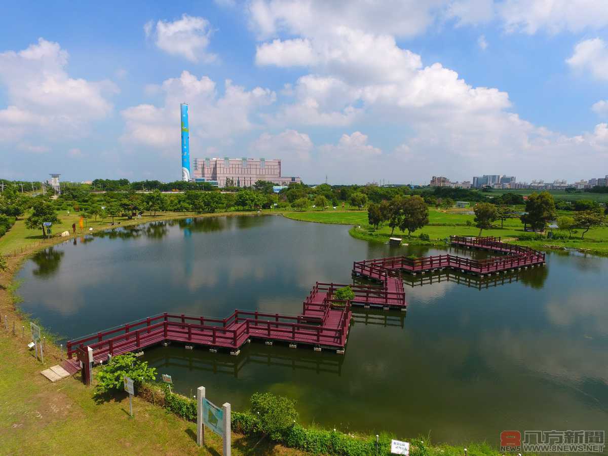 台灣水雉育雛，荷苞嶼濕地公園成了婚紗拍攝秘境