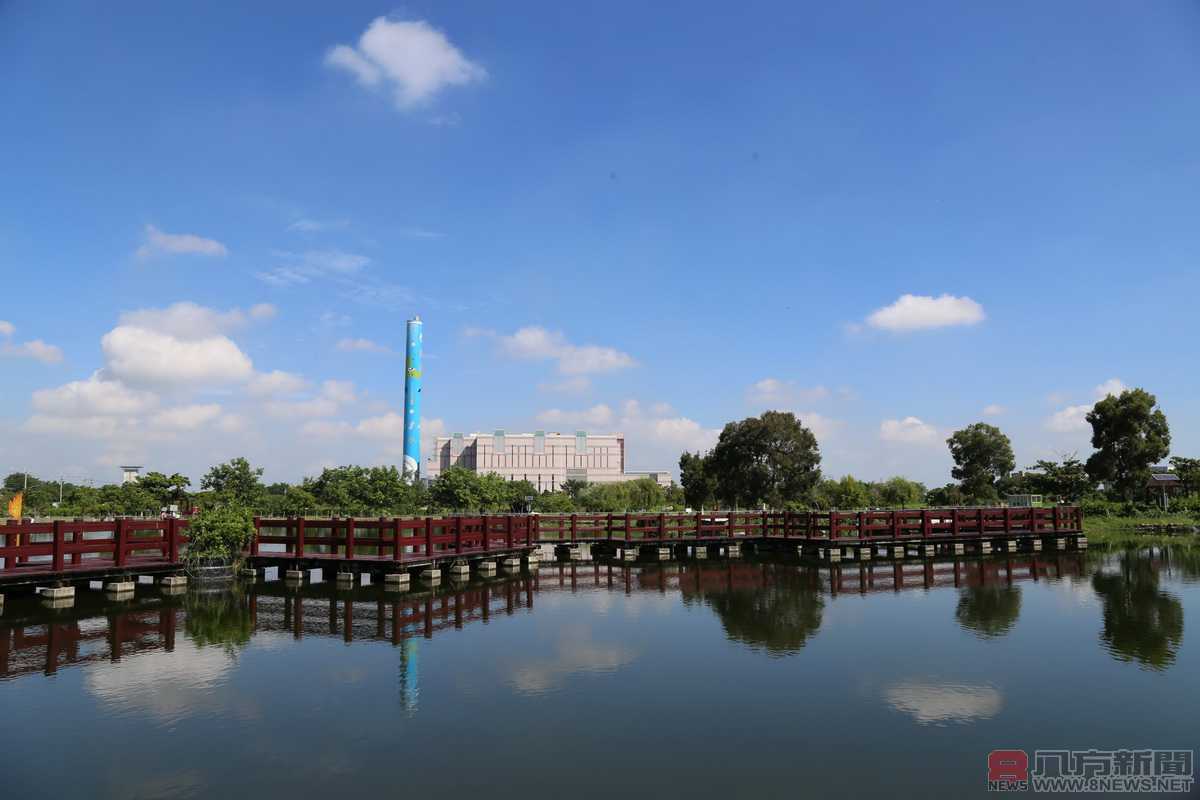 台灣水雉育雛，荷苞嶼濕地公園成了婚紗拍攝秘境
