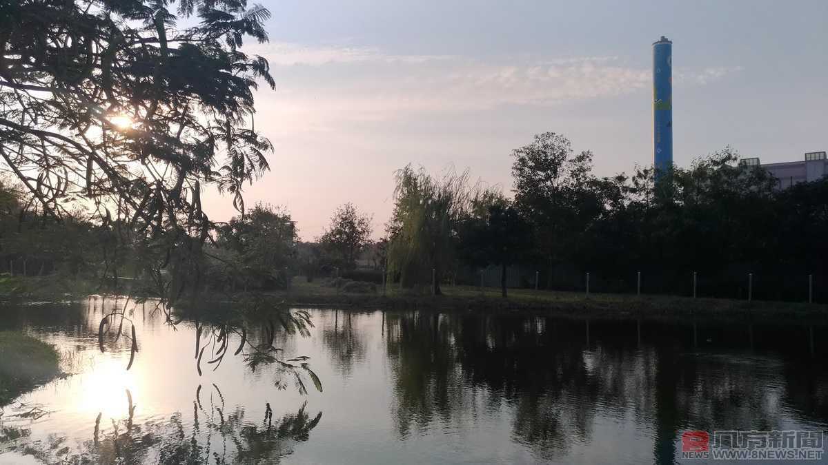 台灣水雉育雛，荷苞嶼濕地公園成了婚紗拍攝秘境