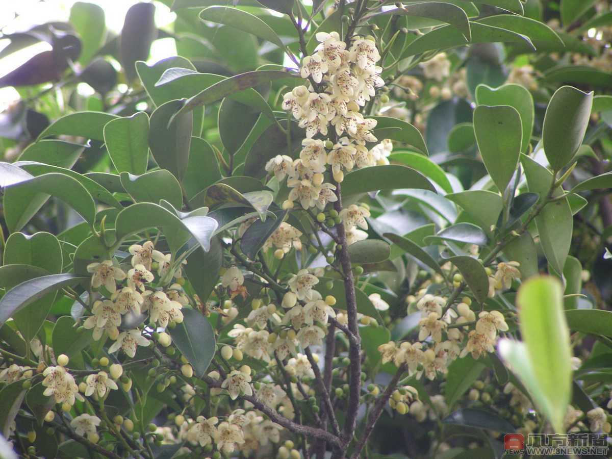 人氣綠化樹種「森氏紅淡比」 空污防治也推薦