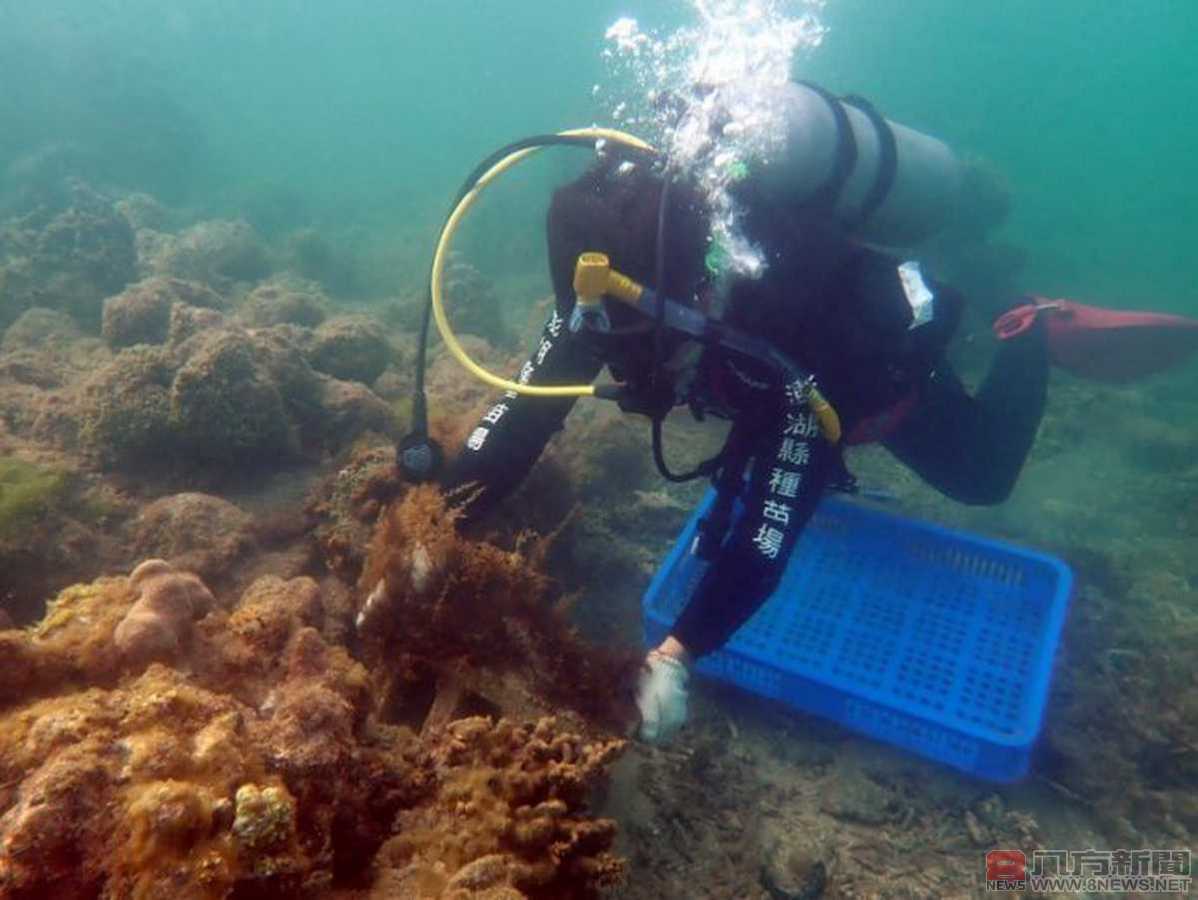 澎湖縣農漁局初步建立馬尾藻人工育苗技術，海域藻床再造有望