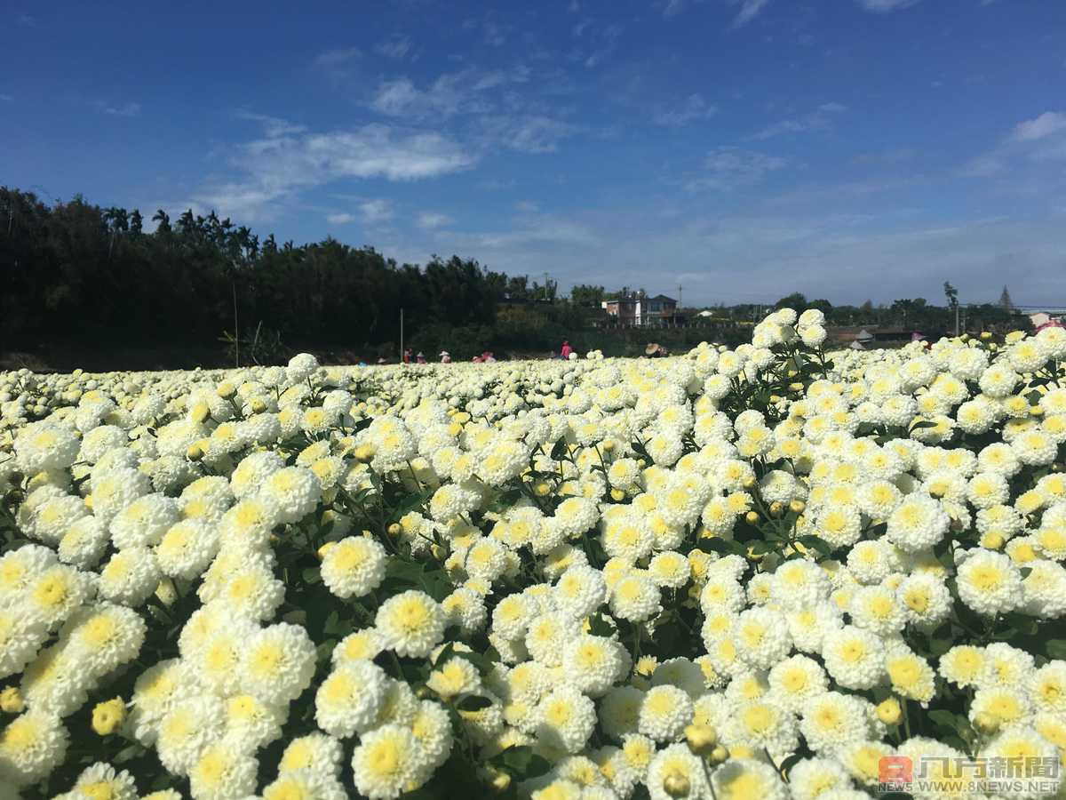 苗栗「芋」見幸福 好「柿」搶鮮「花」生