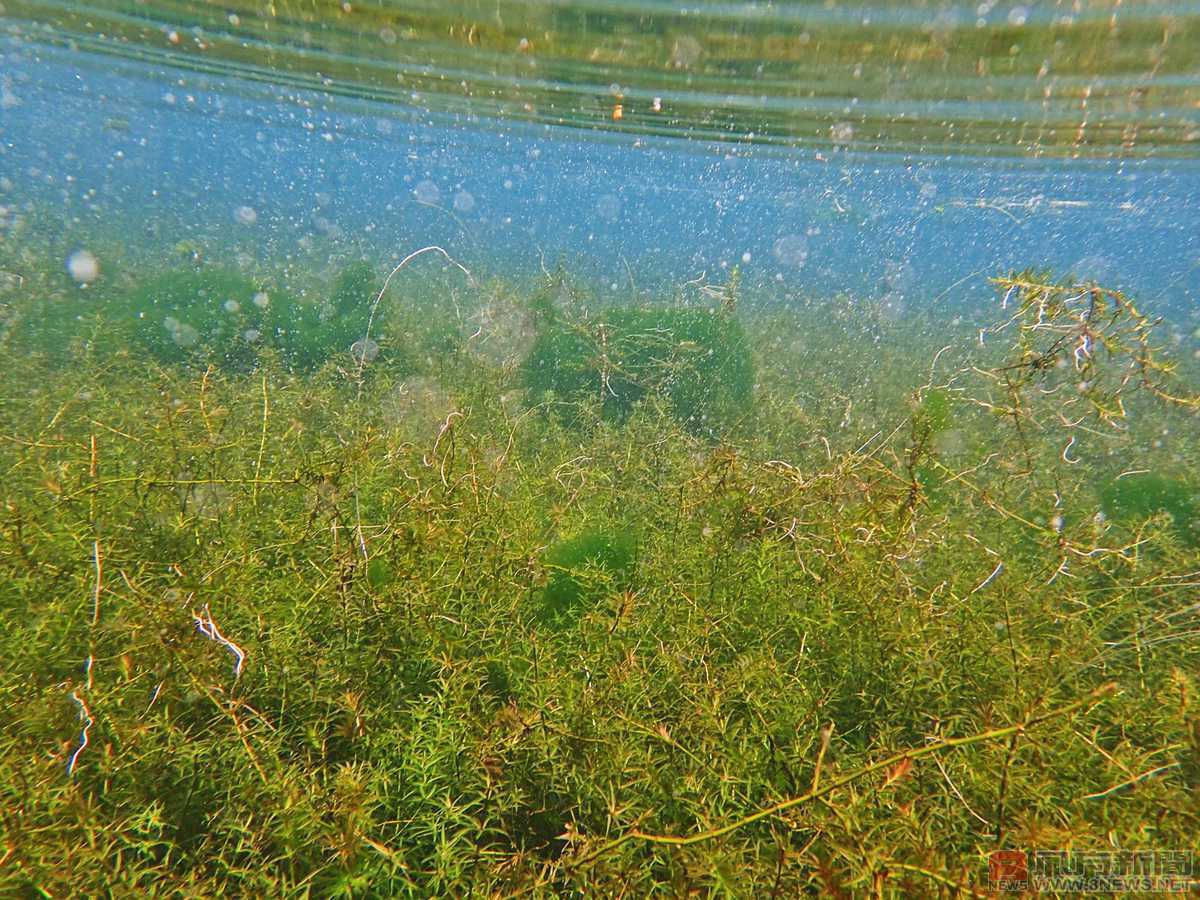 魚草共生－福山植物園保育生態有撇步