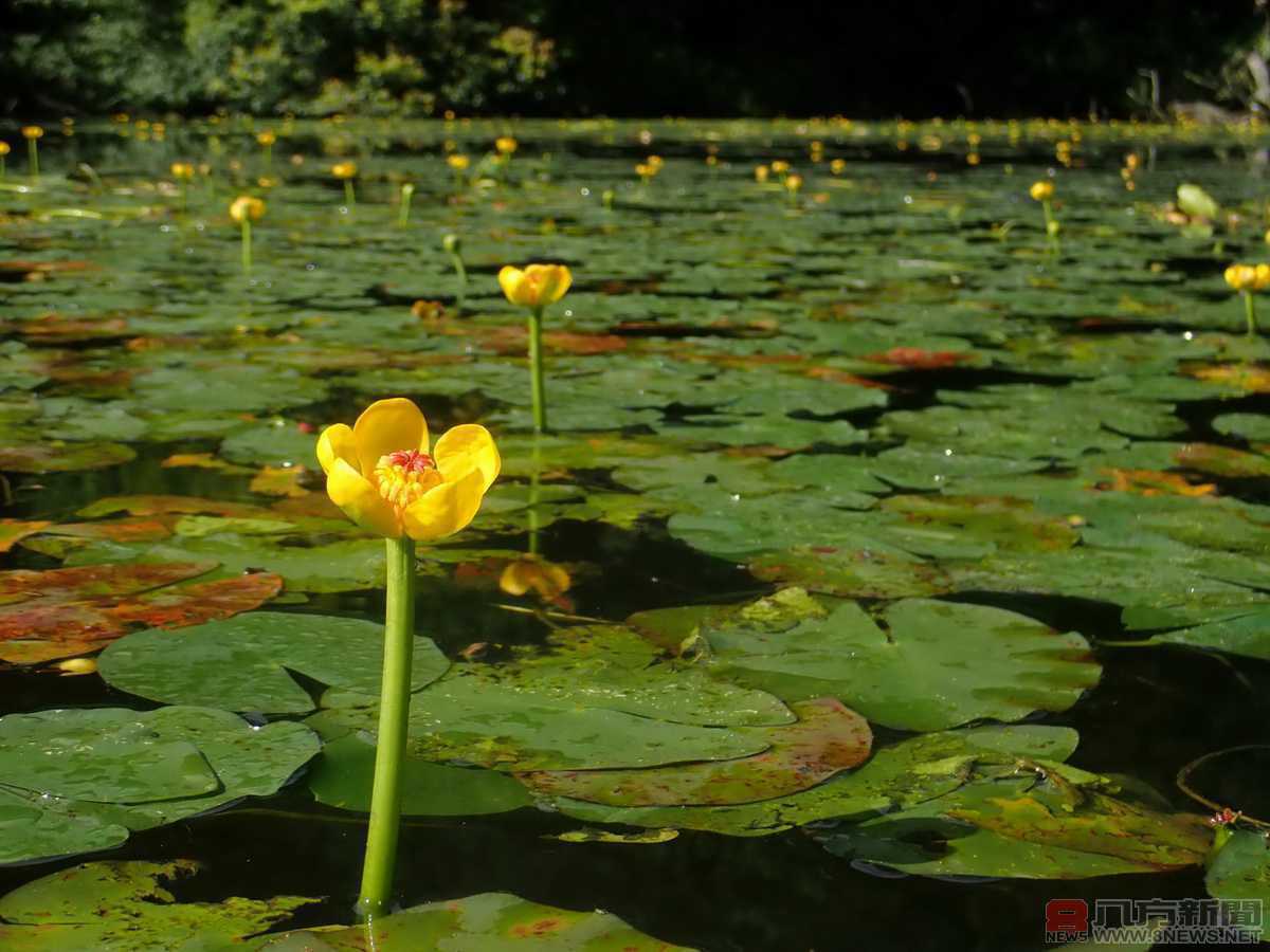 魚草共生－福山植物園保育生態有撇步