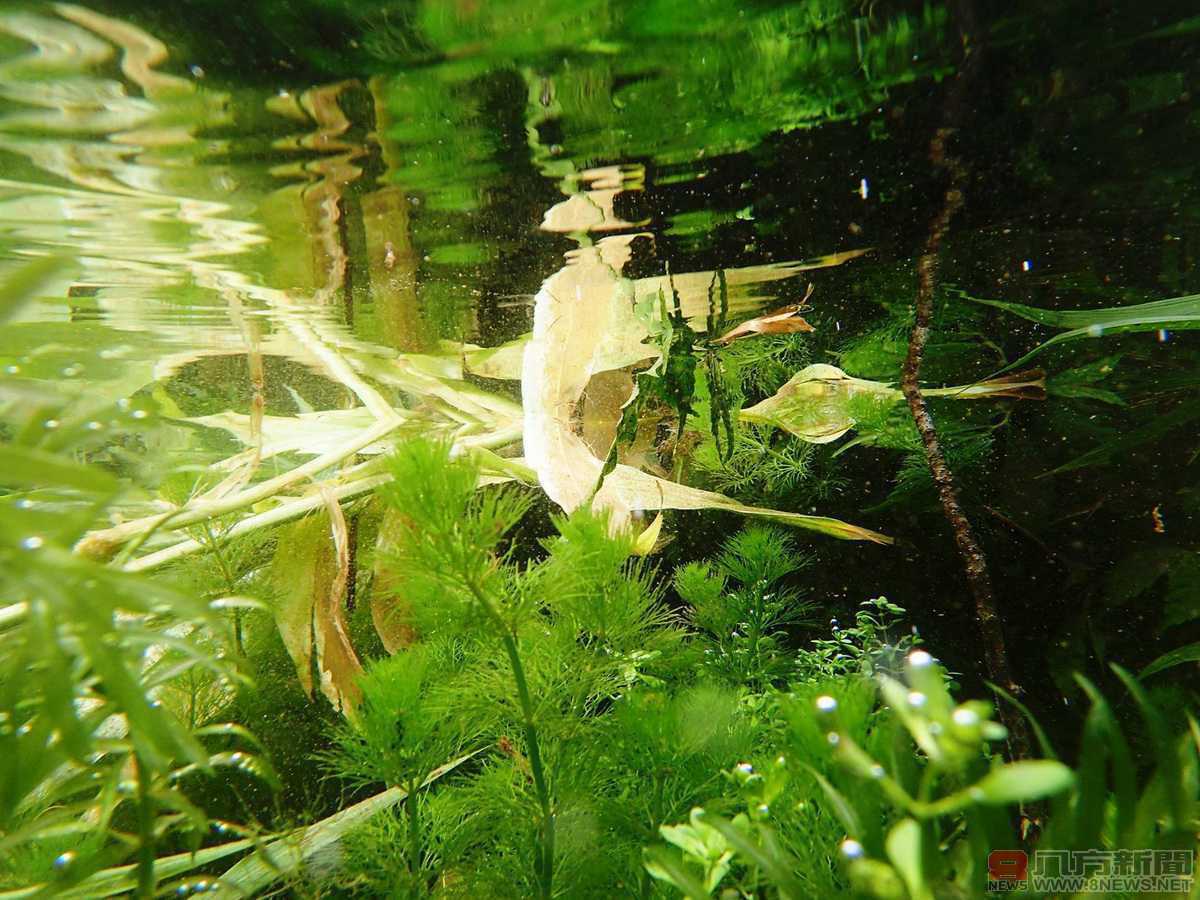 魚草共生－福山植物園保育生態有撇步