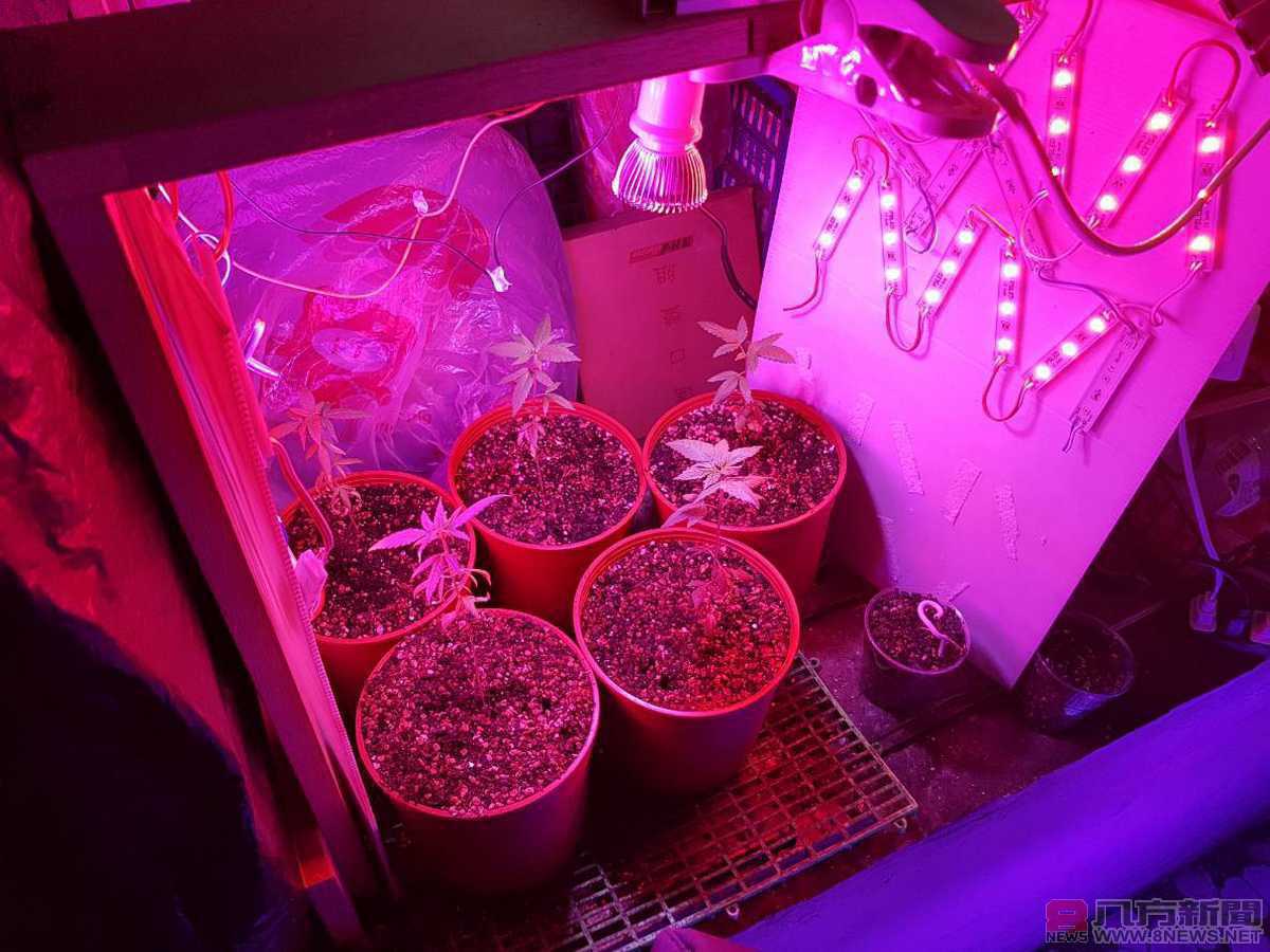 水電工自學種大麻 陽臺成小型毒品農場 緝毒安居專案 航警展現成效