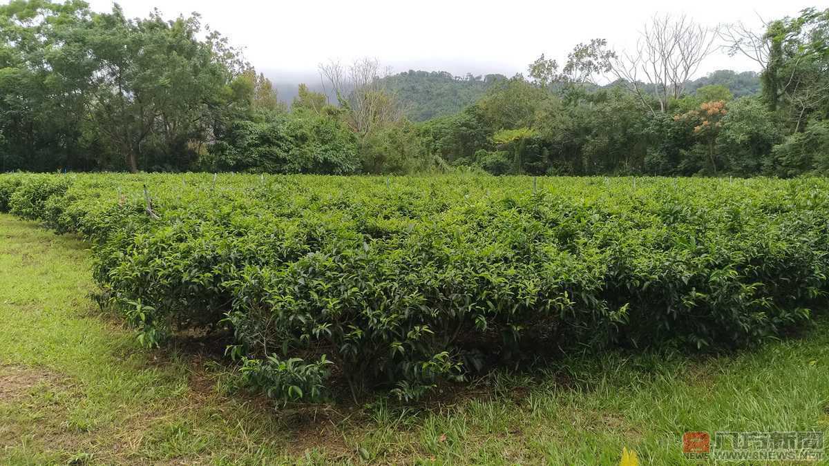 台灣茶葉遺珠「永康野生山茶」復育有成