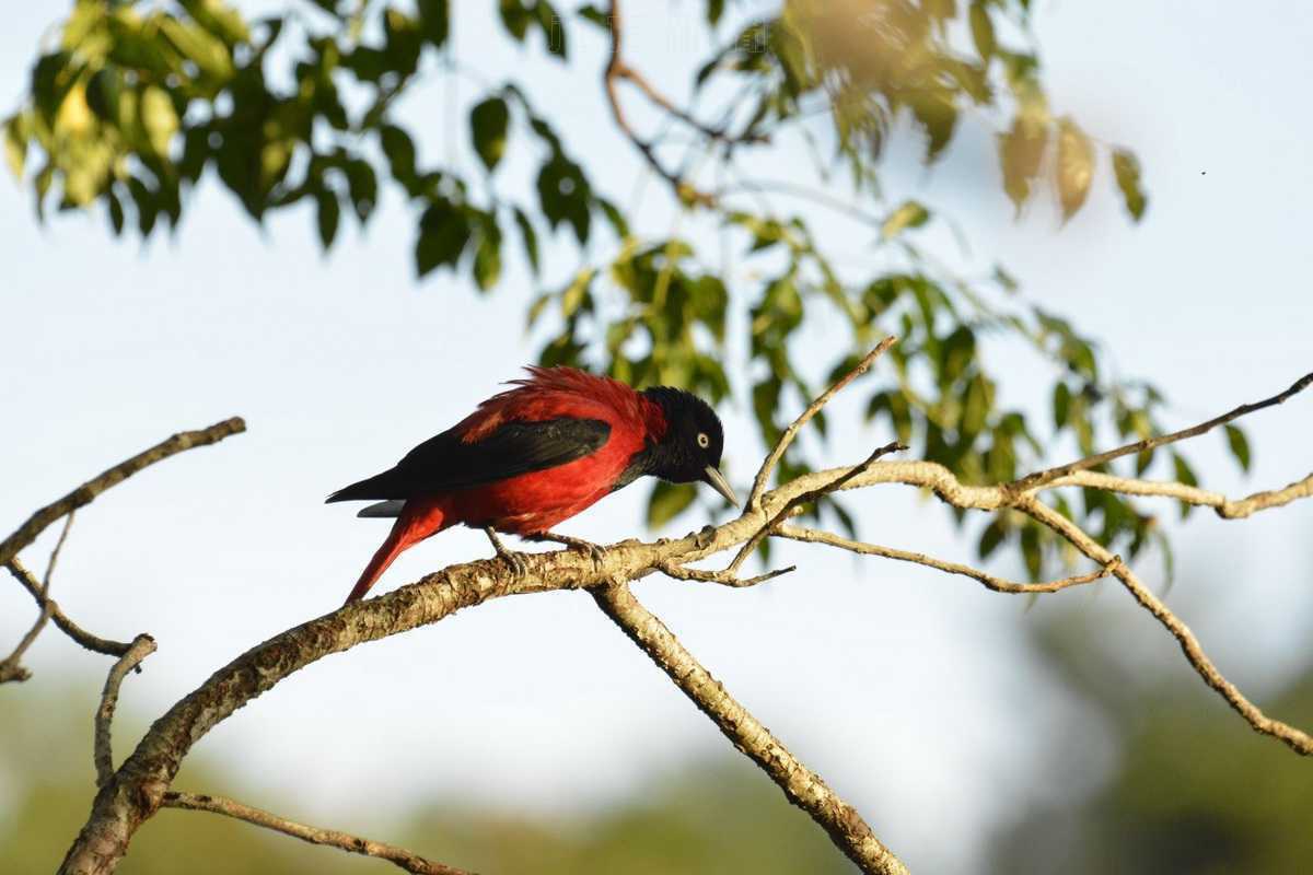 大農大富平地森林園區成為野鳥森林