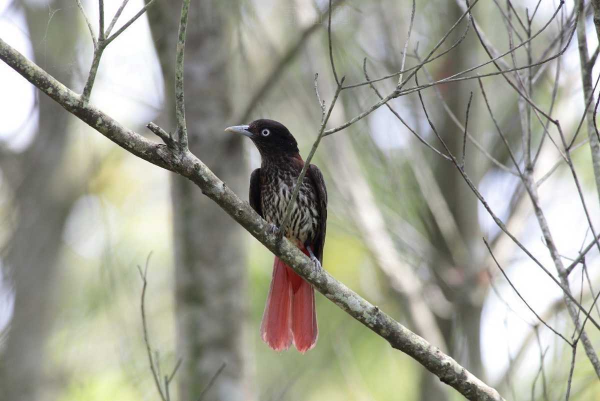 大農大富平地森林園區成為野鳥森林