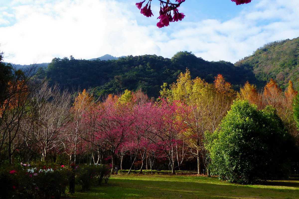 奧萬大除夕休園 新春賞櫻納祥瑞