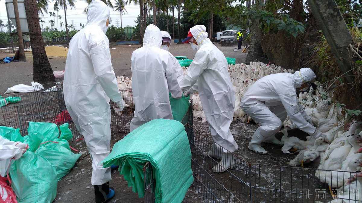 肉鴨場上市預警監測 檢出高病原性禽流感