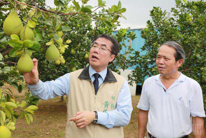 守護柚農 台南市長視察麻豆文旦園