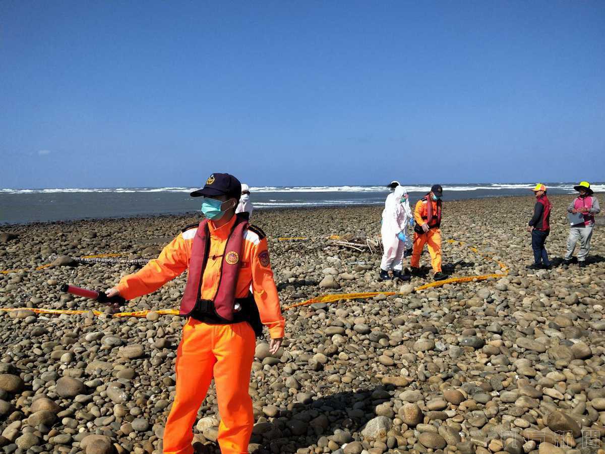 大甲海灘發現死亡豬屍 海巡全副武裝不敢輕忽