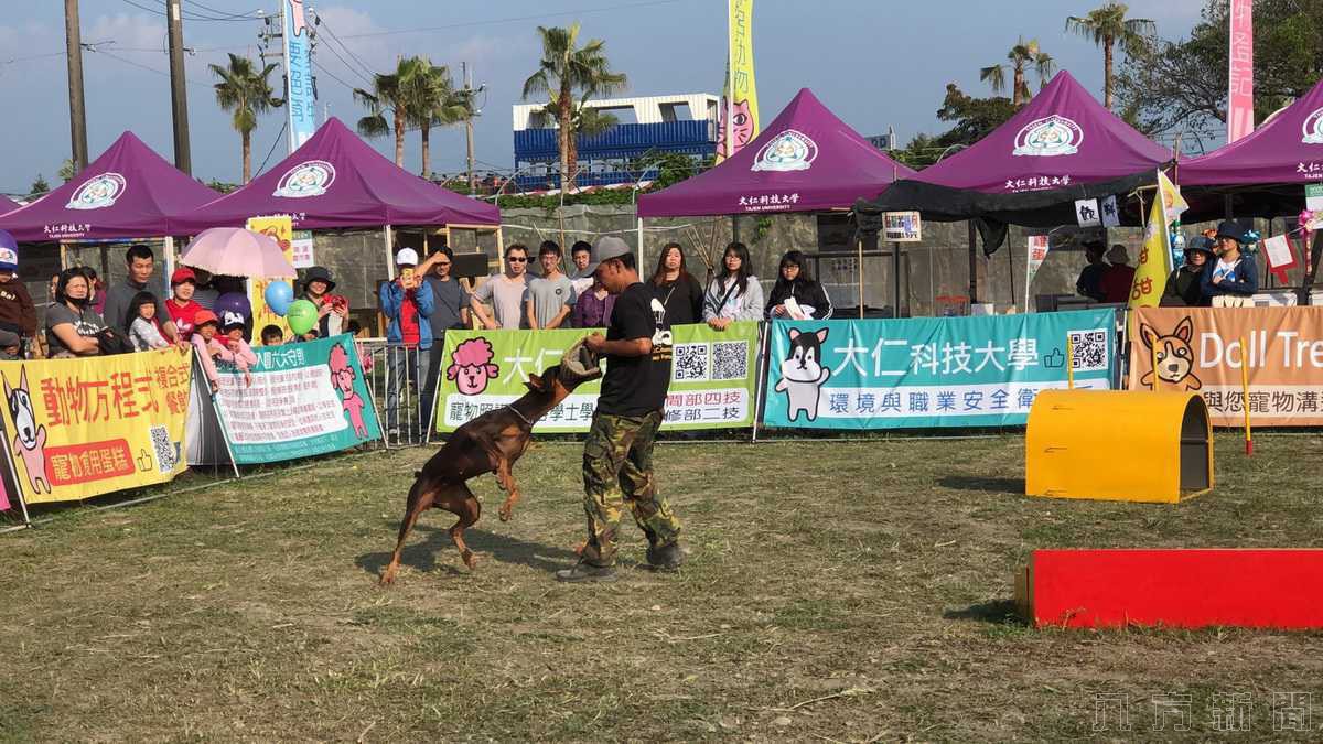 難得一見！屏東熱博戰鬥民族大型犬聚