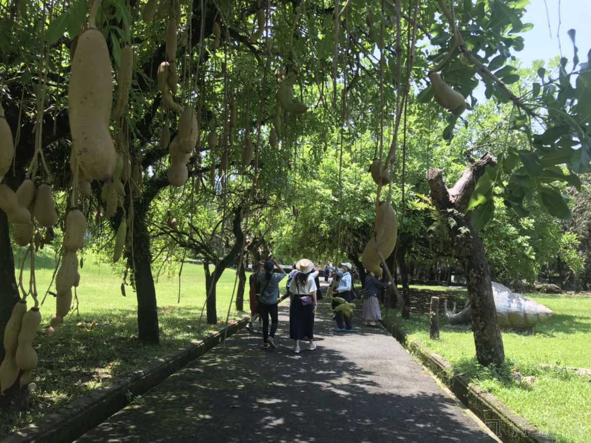 防疫旅遊 泰雅渡假村讓你放心大口森呼吸的好地方