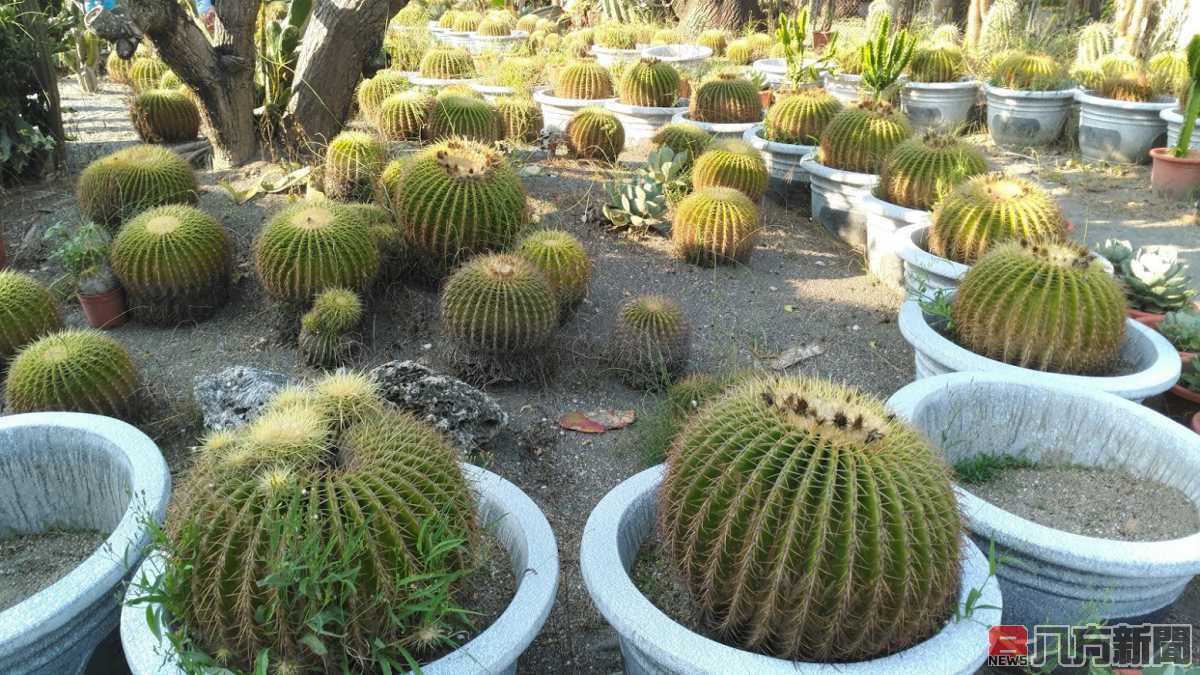 歡迎來彰化花的故鄉 田尾輕旅行拈花惹草