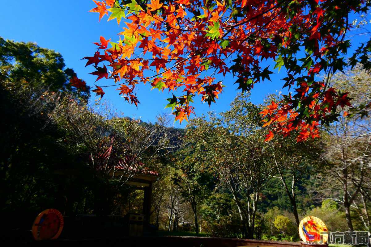 奧萬大入園門票半價延長至明年1月底