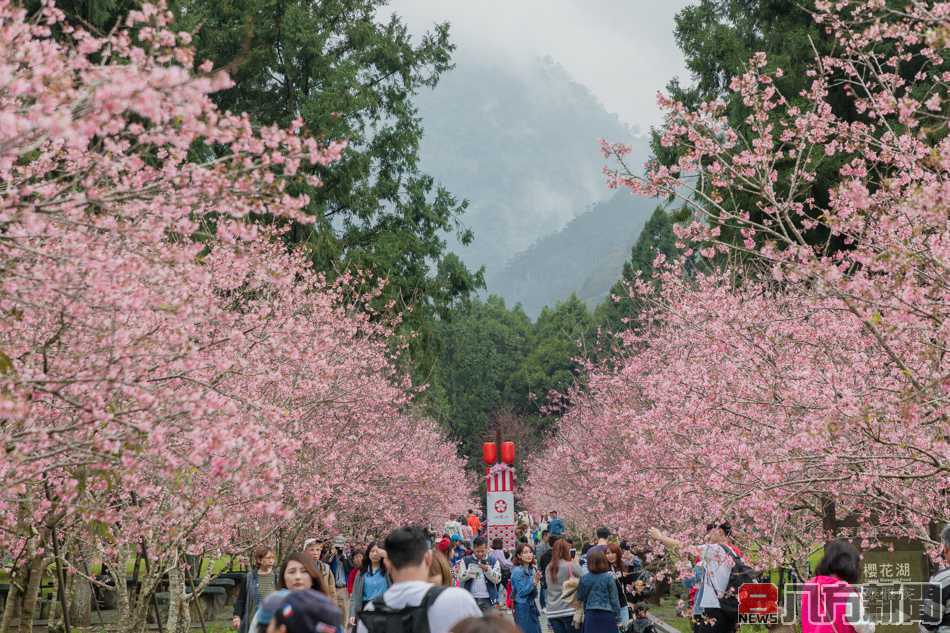 九族櫻花祭 春節最佳賞櫻期 歡迎大小朋友來賞櫻