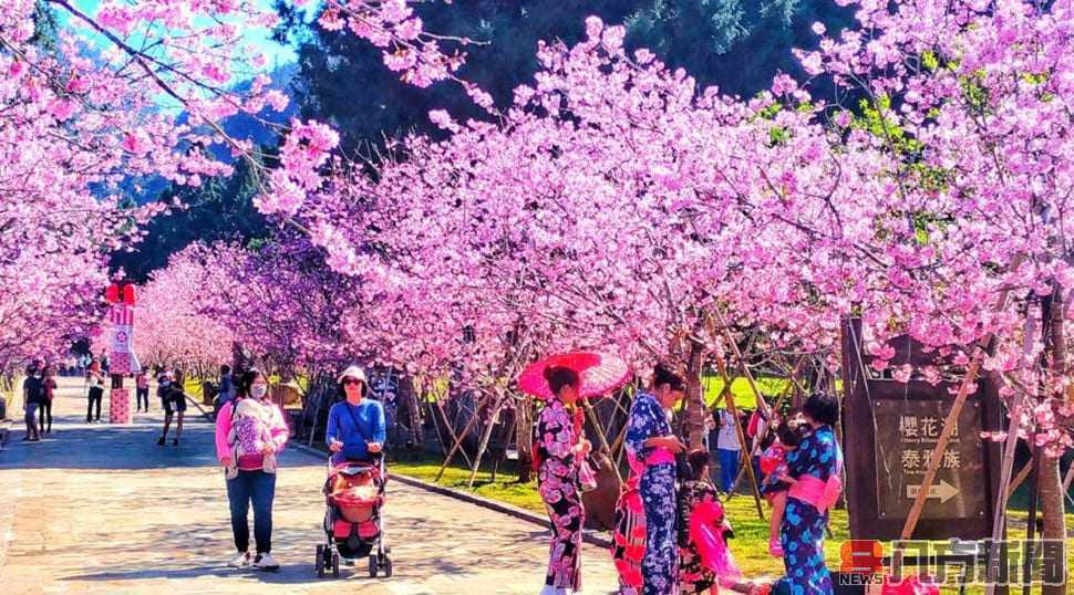 九族櫻花祭 春節最佳賞櫻期 歡迎大小朋友來賞櫻