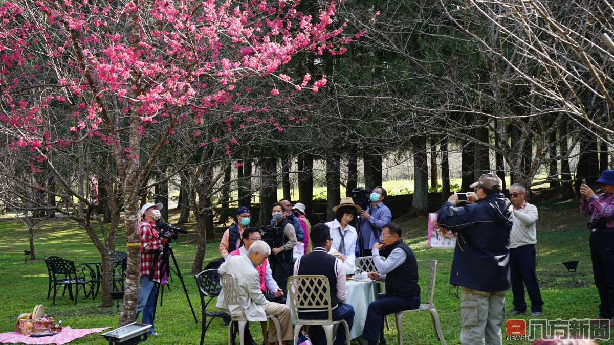 九族櫻花祭開跑 公佈最佳賞花期 絕不錯過粉紅小旅行