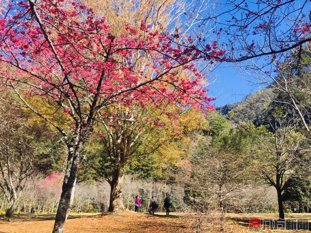 奧萬大除夕休園 新春賞櫻納福迎金牛