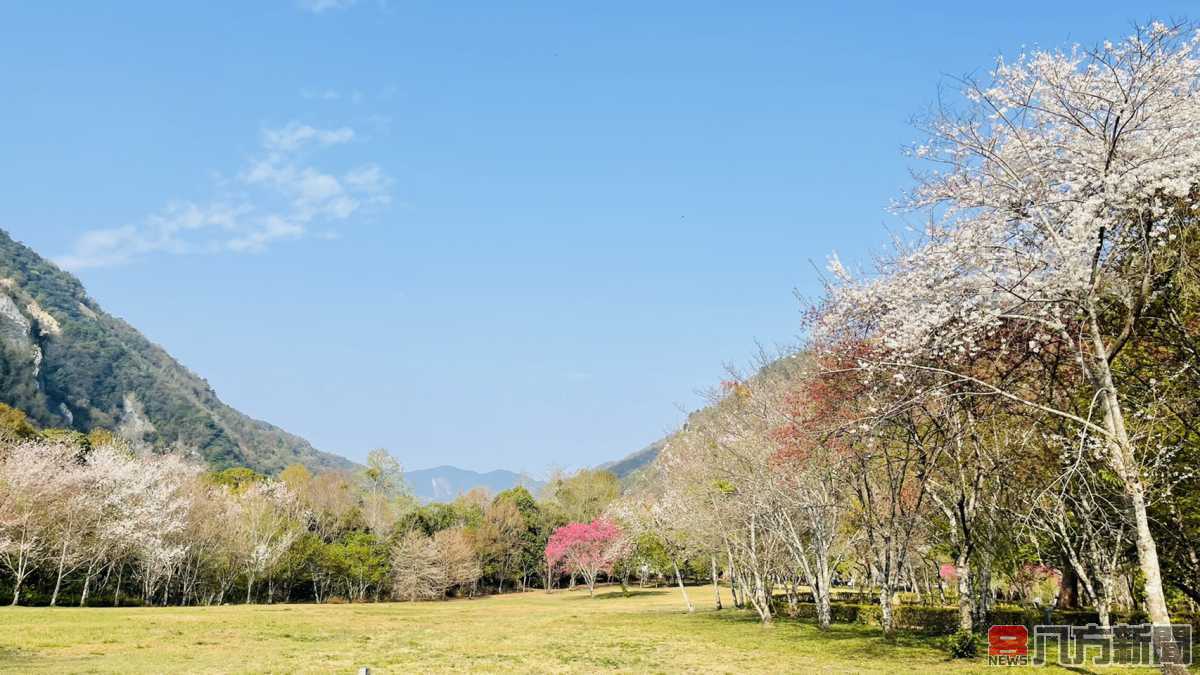 奧萬大賞花迎春風 享受被美麗包圍的幸福