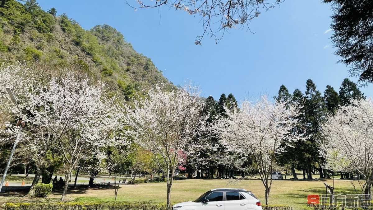 奧萬大賞花迎春風 享受被美麗包圍的幸福