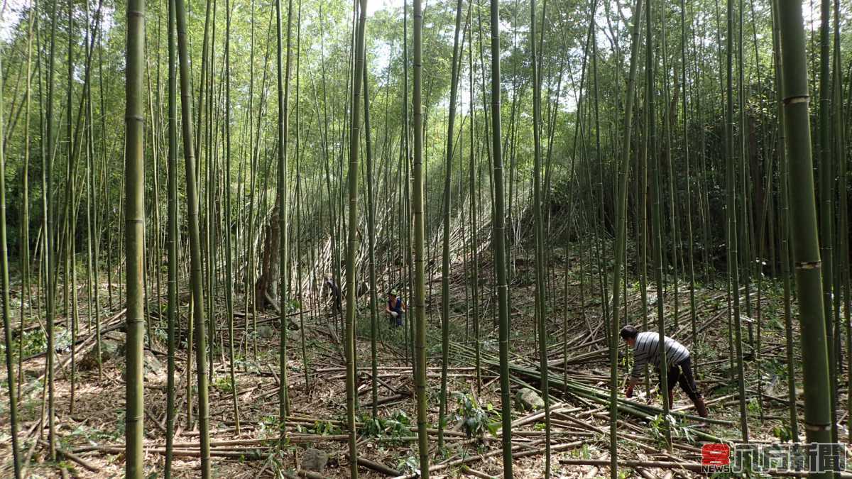 清明雨季來 營造複層經濟林好時節