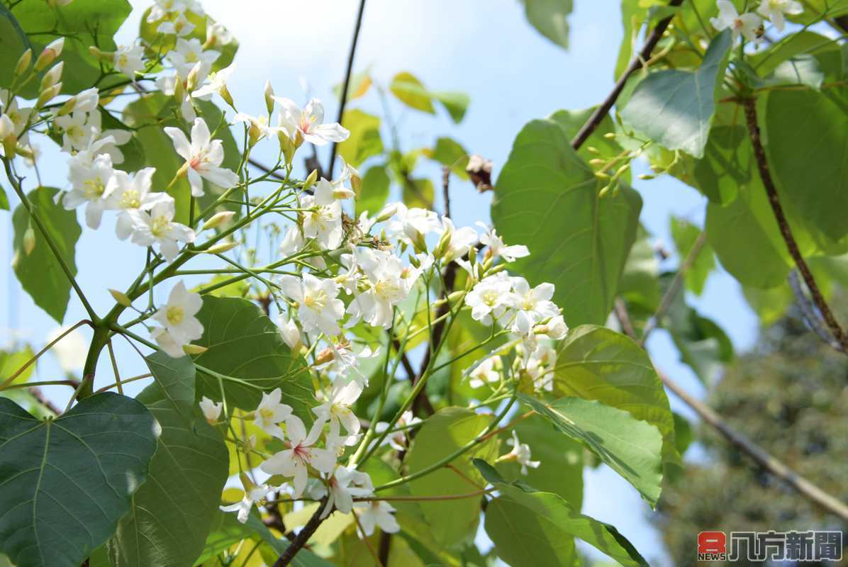 「2021客家桐花祭-美好彰化幸福桐遊」彰化縣8大賞桐景點任您遨遊