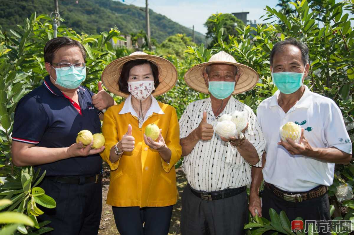 吹海風長大的甜心芭樂上市