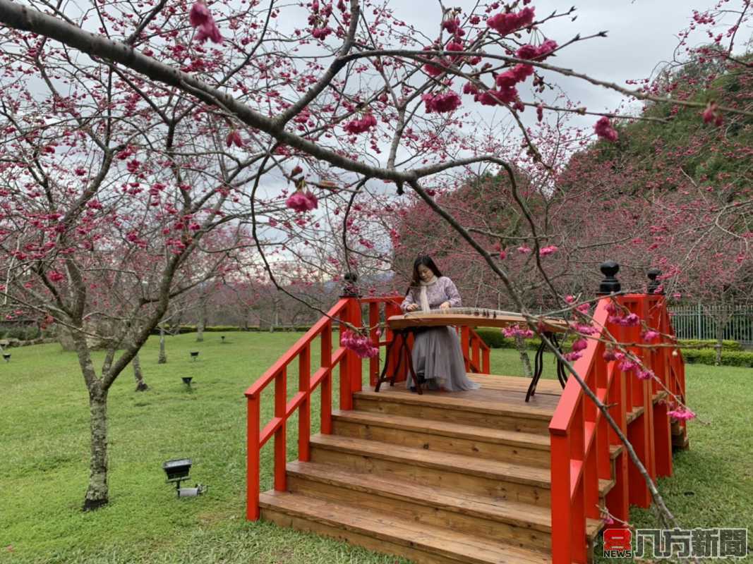 2022九族櫻花祭春節後平安展開