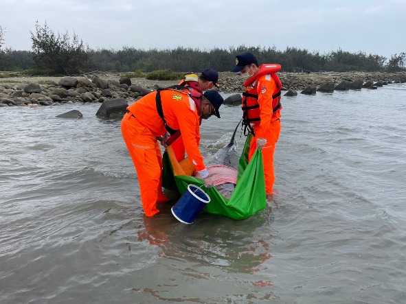 抹香鯨闖龍宮  海巡搶救仍不治