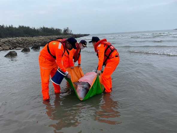 抹香鯨闖龍宮  海巡搶救仍不治