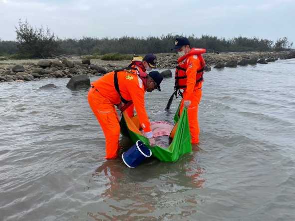 抹香鯨闖龍宮  海巡搶救仍不治