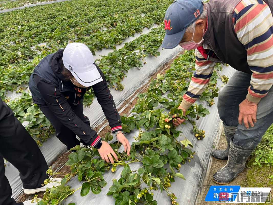 淑華為農民爭取草莓納入 111年2月寒流等天然災害現金救助