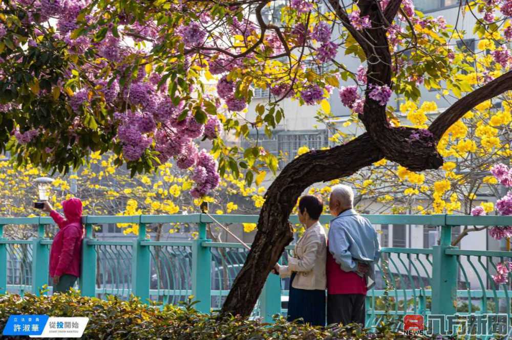 南投風鈴花大爆發 福崗路、貓羅溪堤防並秀