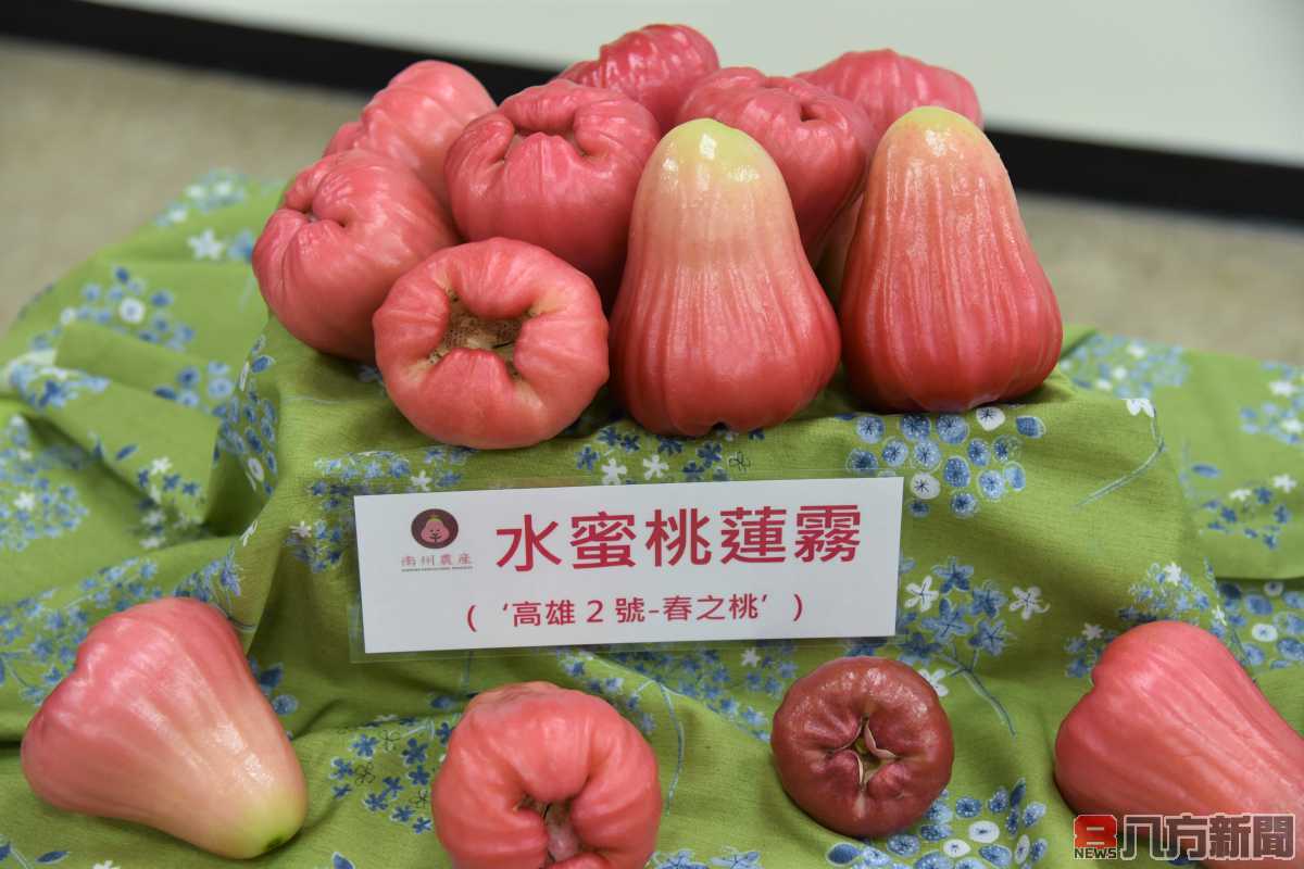 蓮霧新品種化身「水蜜桃蓮霧」搶攻禮盒市場