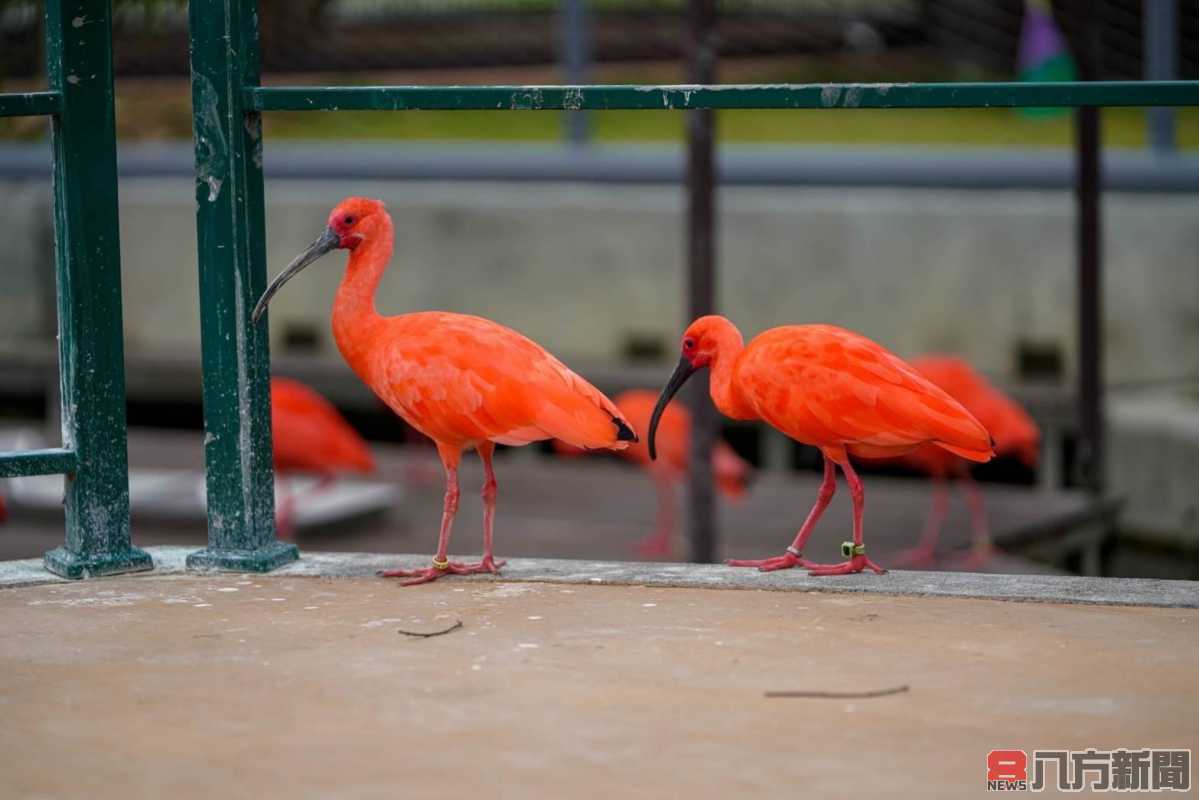 淑華開箱草屯九九峰動物樂園