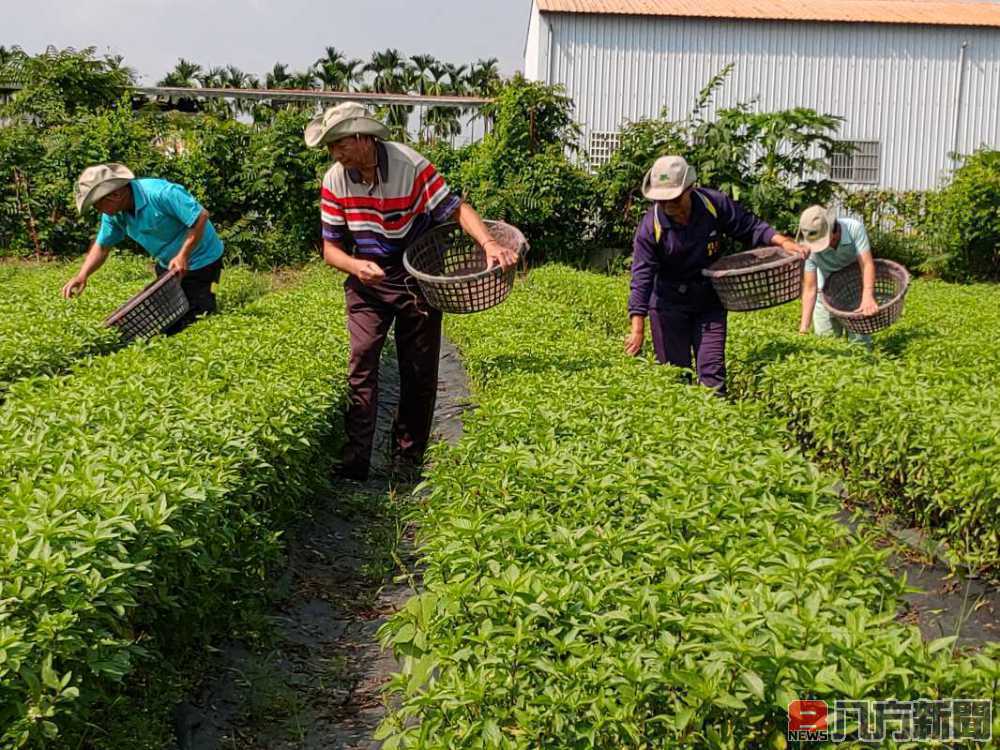 母親節籲返鄉拚百萬年薪 樸作良食公開徵求契作戶