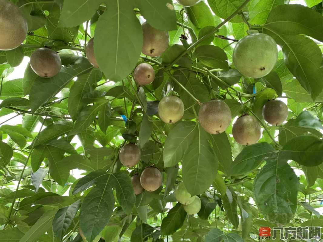 保持距離也能提高產量 百香果新疏植技術顛覆既有栽培模式