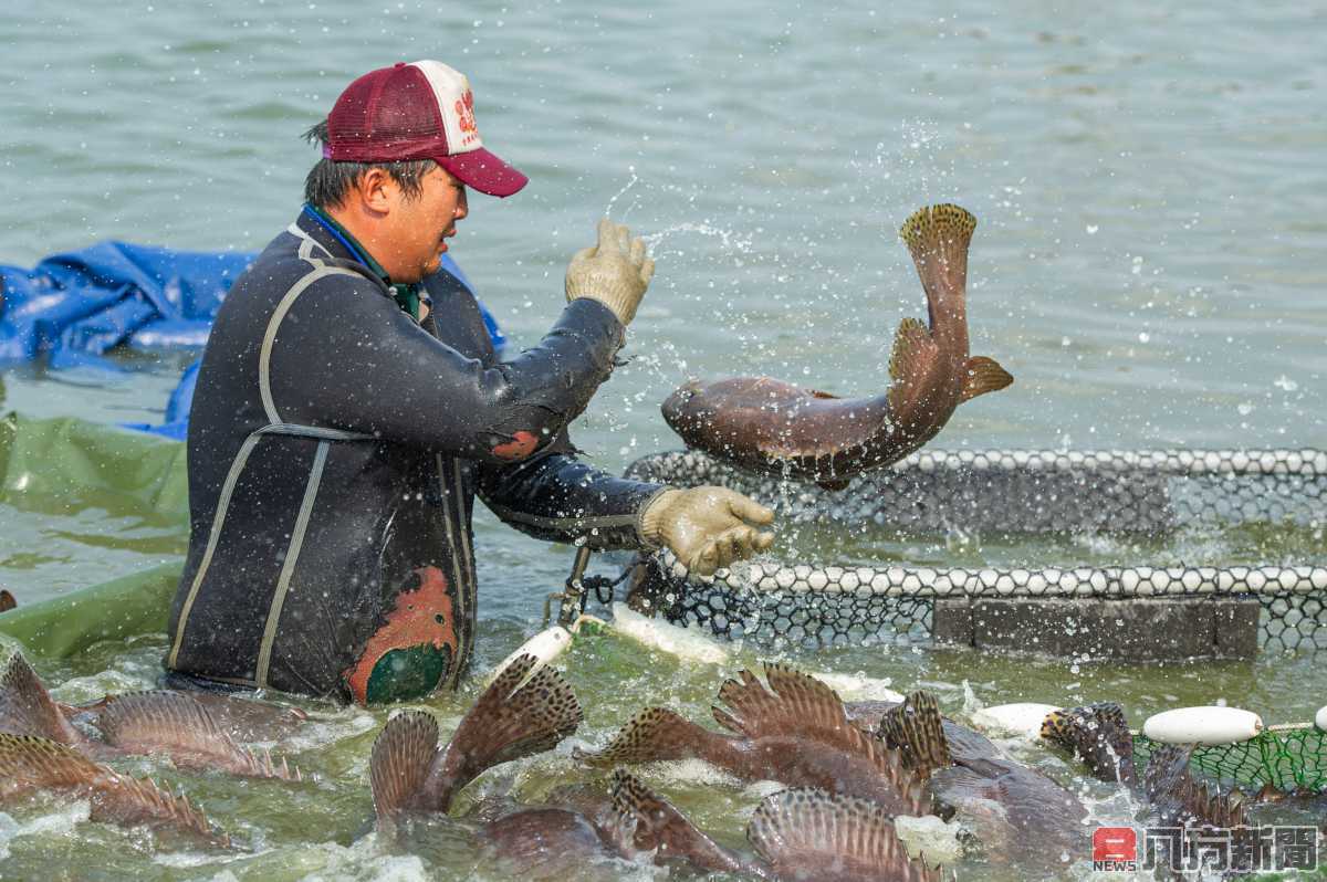 呼籲國人力挺龍膽石斑產業 選擇優質品牌安心食用