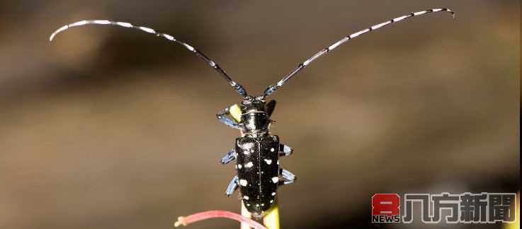 日本發生光肩星天牛疫情 防檢局立即採行風險管理措施阻絕於境外