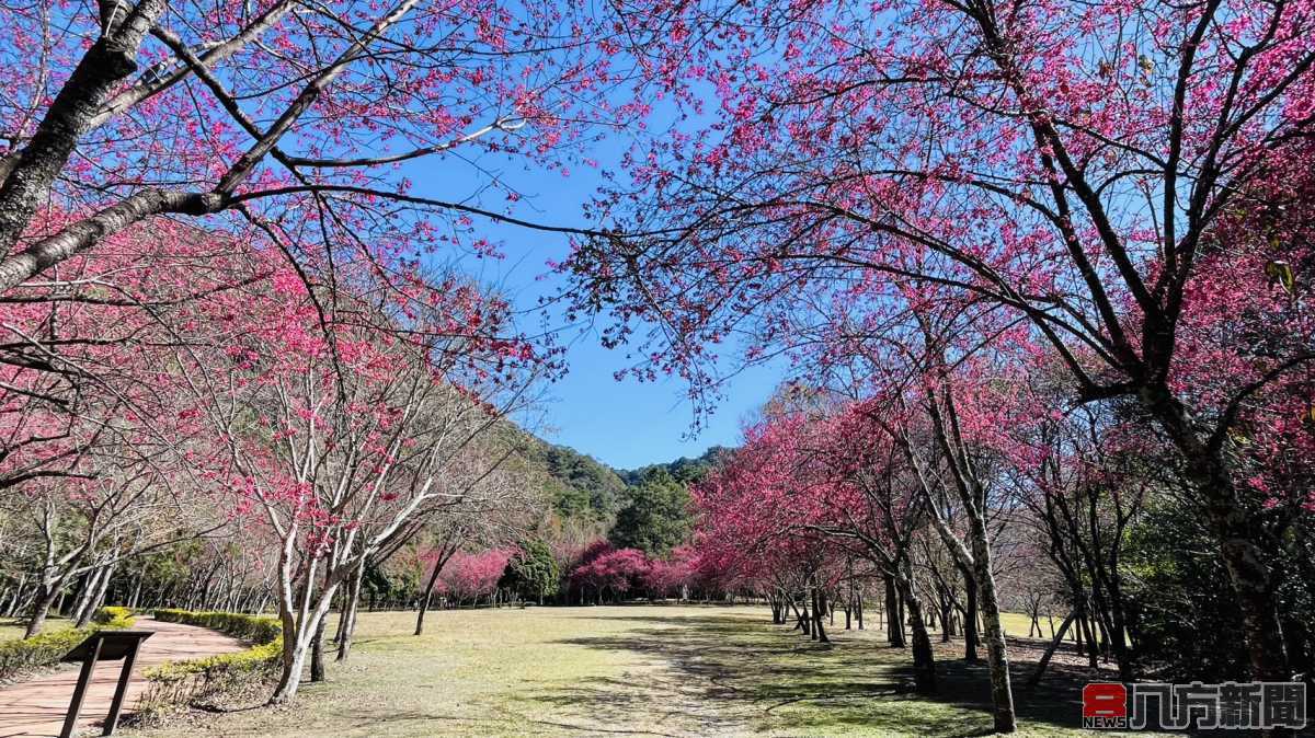 2月11至12日邀親愛的一起到奧萬大春櫻傳情