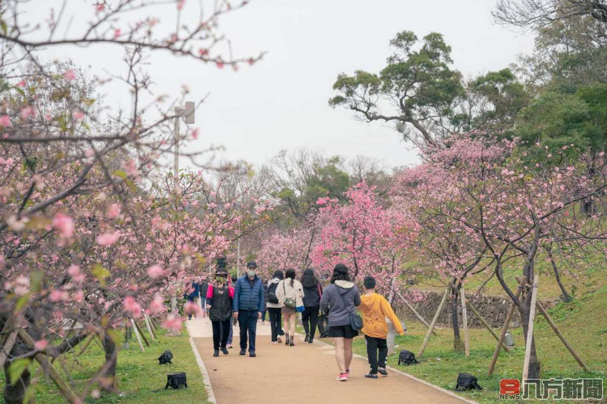 高虹安市長揪市民周末來新竹公園追櫻