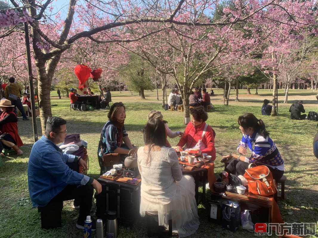 櫻花茶會 美食文化結合 九族櫻花祭花期進入高潮