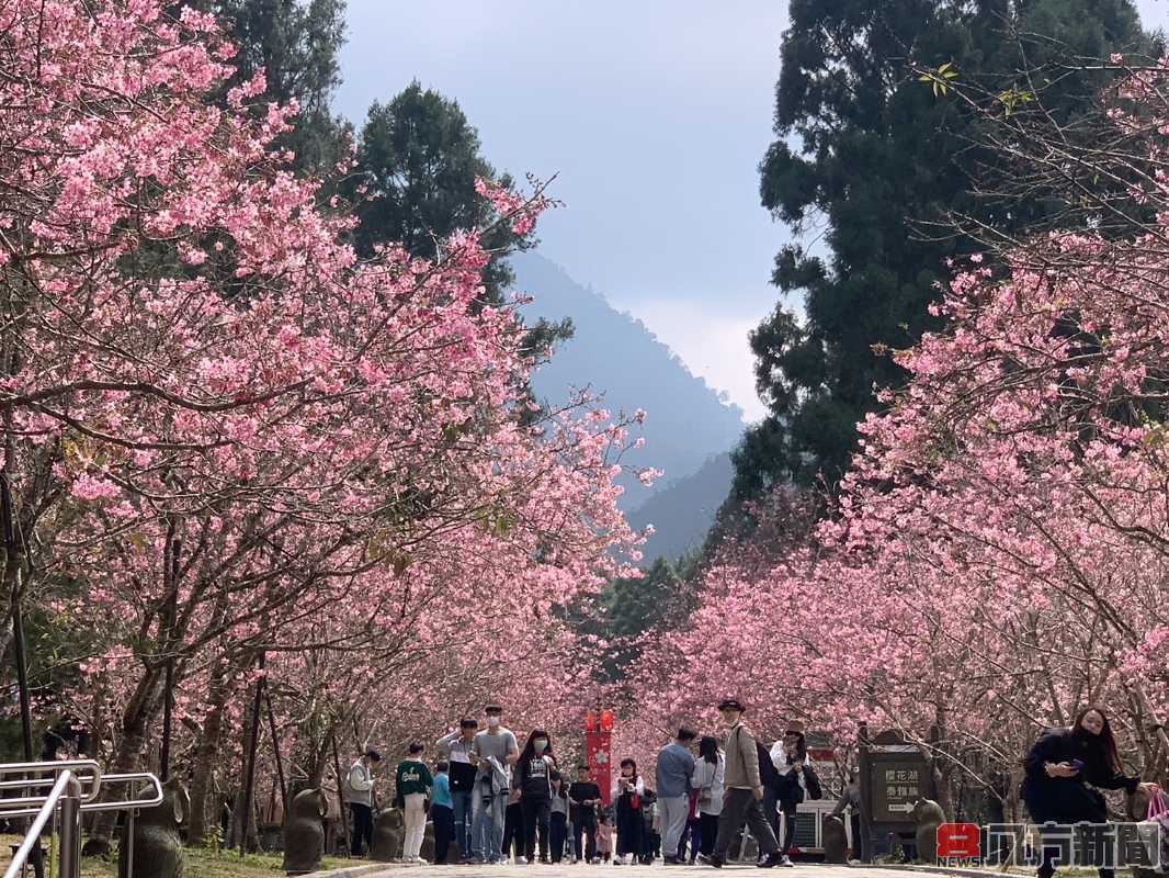 九族園櫻花祭史上少有的長花期 吉野櫻盛放紫戀薰衣草接力展開